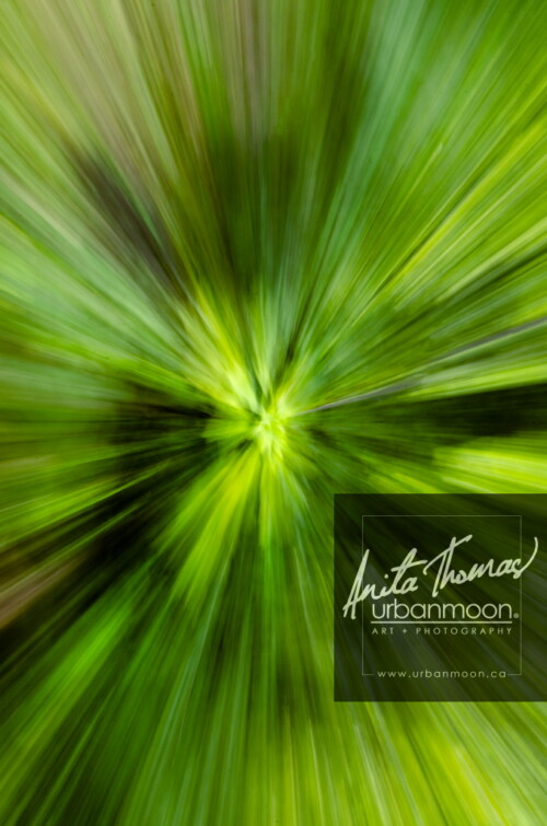 ICM is intentionally moving your camera with a longer exposure to abstract the subject of your shot.  The effects can range from abstract to ethereal. 
(C)Anita Thomas All Rights Reserved. icm intentional camera movement