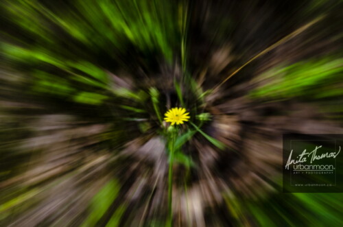 ICM is intentionally moving your camera with a longer exposure to abstract the subject of your shot.  The effects can range from abstract to ethereal. 
(C)Anita Thomas All Rights Reserved. icm intentional camera movement