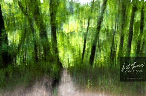 ICM is intentionally moving your camera with a longer exposure to abstract the subject of your shot.  The effects can range from abstract to ethereal. 
(C)Anita Thomas All Rights Reserved. icm intentional camera movement
