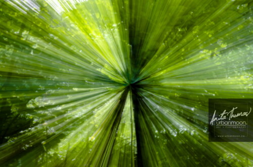 ICM is intentionally moving your camera with a longer exposure to abstract the subject of your shot.  The effects can range from abstract to ethereal. 
(C)Anita Thomas All Rights Reserved. icm intentional camera movement