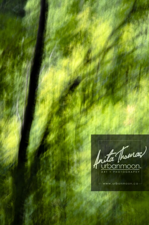 ICM is intentionally moving your camera with a longer exposure to abstract the subject of your shot.  The effects can range from abstract to ethereal. 
(C)Anita Thomas All Rights Reserved. icm intentional camera movement