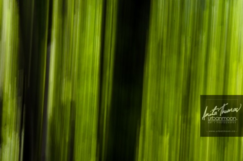 ICM is intentionally moving your camera with a longer exposure to abstract the subject of your shot.  The effects can range from abstract to ethereal. 
(C)Anita Thomas All Rights Reserved. icm intentional camera movement