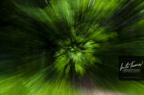 ICM is intentionally moving your camera with a longer exposure to abstract the subject of your shot.  The effects can range from abstract to ethereal. 
(C)Anita Thomas All Rights Reserved. icm intentional camera movement