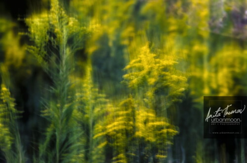ICM is intentionally moving your camera with a longer exposure to abstract the subject of your shot.  The effects can range from abstract to ethereal. 
(C)Anita Thomas All Rights Reserved. icm intentional camera movement