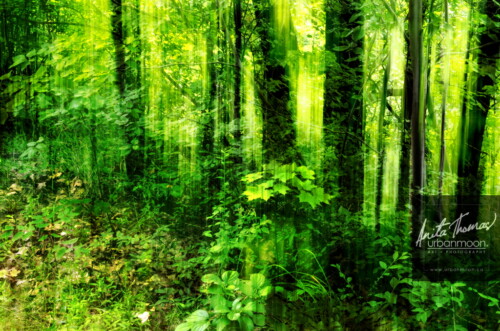 ICM is intentionally moving your camera with a longer exposure to abstract the subject of your shot.  The effects can range from abstract to ethereal. 
(C)Anita Thomas All Rights Reserved. icm intentional camera movement