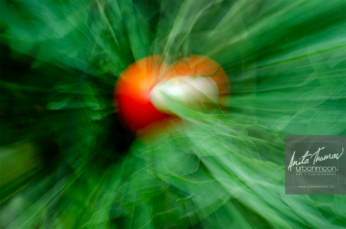 icm intentional camera movement