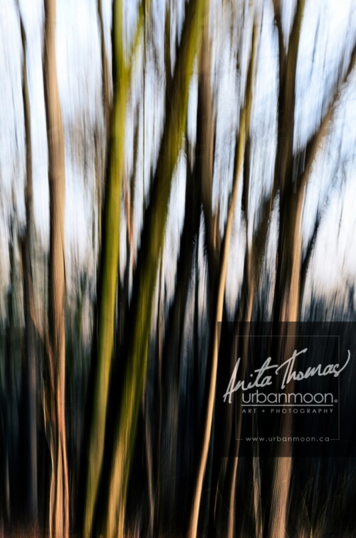 Playing with camera settings and panning, this blurred effect with the trees in the forest was completely done in camera while being shot. The end result being a painted effect.
(C)Anita Thomas All Rights Reserved. icm trees
