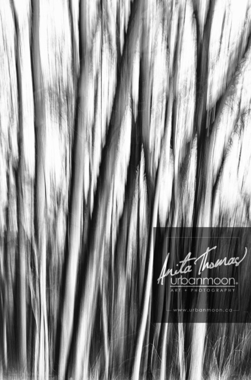 Black and white photography - Intentional camera movement (ICM) of a forest. 
© Anita Thomas - Urbanmoon. All Rights Reserved. intentional camera movement of a forest