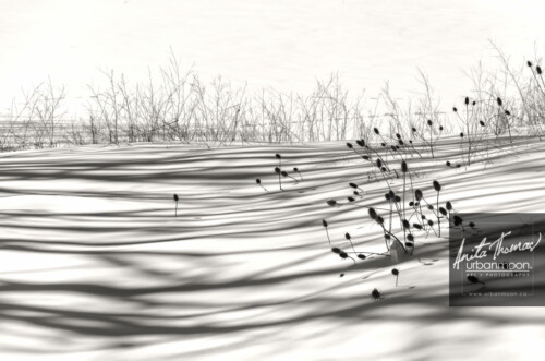 Black and white photography - Long shadows cast on fresh snow in winter.
© Anita Thomas - Urbanmoon. All Rights Reserved. long shadows on fresh snow