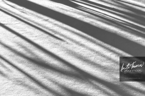 Black and white photography - Long shadows cast on fresh snow in winter.
© Anita Thomas - Urbanmoon. All Rights Reserved. long shadows on fresh snow