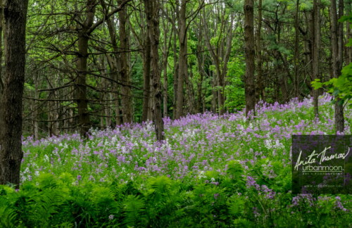 Nature photography - Mineral Springs in the spring, Hamilton, Ontario
© Anita Thomas - Urbanmoon. All Rights Reserved. mineral springs hamilton