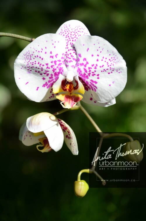Landscape photography - An orchid in the garden.
(C)Anita Thomas All Rights Reserved. moth orchid