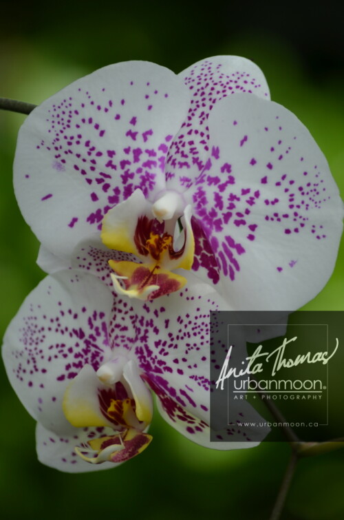 Landscape photography - An orchid in the garden.
(C)Anita Thomas All Rights Reserved. moth orchid