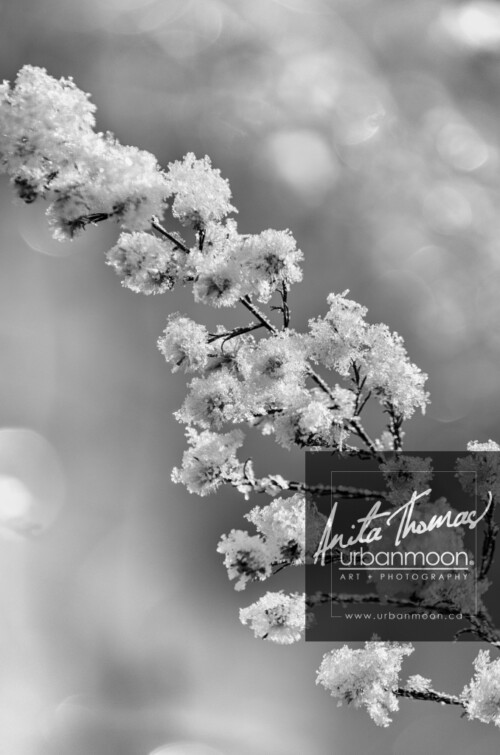 Black and white photography - Natural plant life in a field covered in fresh morning snow.
© Anita Thomas - Urbanmoon. All Rights Reserved. natural plant life in a field with snow