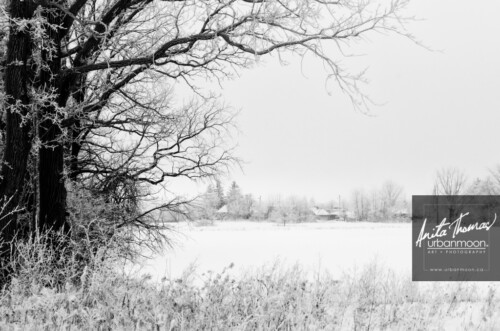 Black and white photography - An old oak tree during a winter storm.
© Anita Thomas - Urbanmoon. All Rights Reserved. old oak tree during a winter storm