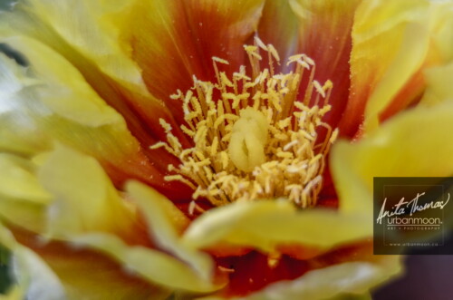 Landscape photography - Prickly Pear cactus flower. Each flower lasts just one day, but the cactus will be covered with many coming at different times.
(C)Anita Thomas All Rights Reserved. opuntia prickley pear cactus