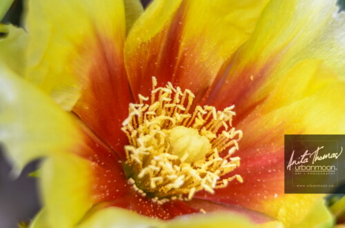 Landscape photography - Prickly Pear cactus flower. Each flower lasts just one day, but the cactus will be covered with many coming at different times.
(C)Anita Thomas All Rights Reserved. opuntia prickley pear cactus