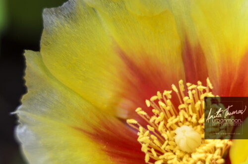 Landscape photography - Prickly Pear cactus flower. Each flower lasts just one day, but the cactus will be covered with many coming at different times.
(C)Anita Thomas All Rights Reserved. opuntia prickley pear cactus