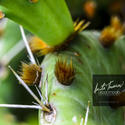 Landscape photography - Prickly Pear cactus
(C)Anita Thomas All Rights Reserved. opuntia prickley pear cactus
