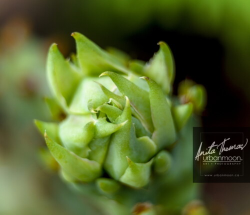 Landscape photography - Prickly Pear cactus flower. Each flower lasts just one day, but the cactus will be covered with many coming at different times.
(C)Anita Thomas All Rights Reserved. opuntia prickley pear cactus
