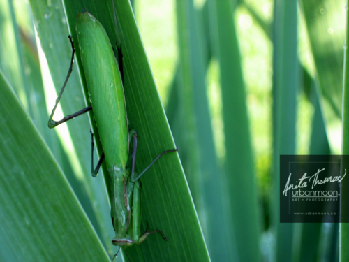 praying mantis