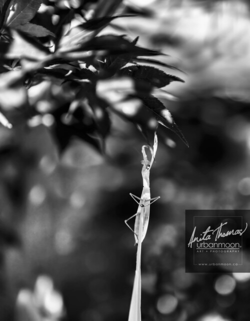 Black and white photography - Praying mantis reaches for a tree.
© Anita Thomas - Urbanmoon. All Rights Reserved. praying mantis
