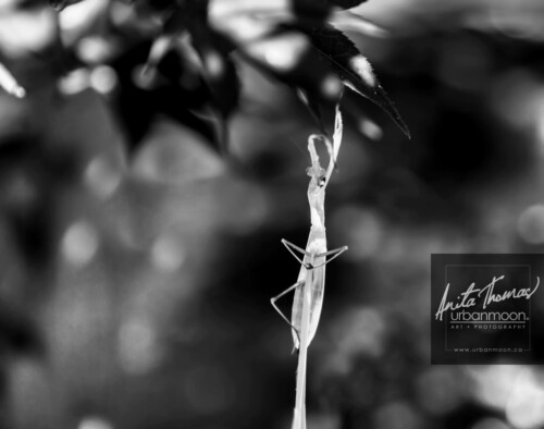 Black and white photography - Praying mantis reaches for a tree.
© Anita Thomas - Urbanmoon. All Rights Reserved. praying mantis