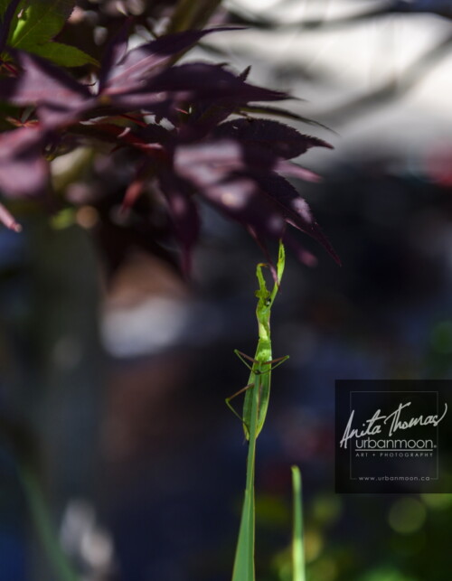 Nature photography - 
© Anita Thomas - Urbanmoon Photography. All Rights Reserved. praying mantis