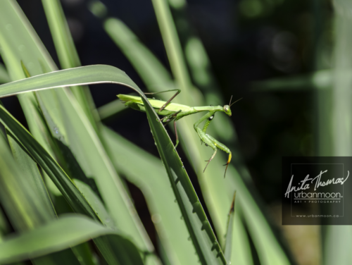 praying mantis