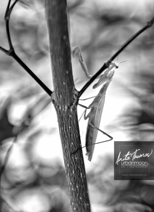 Black and white photography - Praying mantis
© Anita Thomas - Urbanmoon. All Rights Reserved. praying mantis
