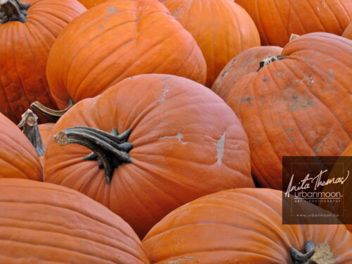 Landscape photography - Pumpkins piled up
(C)Anita Thomas All Rights Reserved. pumpkin patch