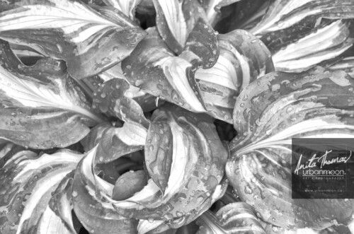 Black and white photography - Rainsoaked hostas.
© Anita Thomas - Urbanmoon. All Rights Reserved. rainsoaked hostas