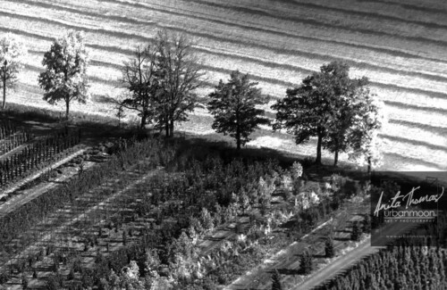 Aerial photography - Rows in a field and trees from a tree farm in muted colors
© Anita Thomas - Urbanmoon. All Rights Reserved. rows in a field and trees