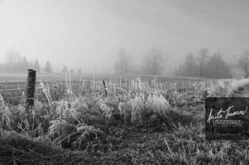 Black and white photography - Rural field in autumn covered in frost.
© Anita Thomas - Urbanmoon. All Rights Reserved. rural field in autumn covered in frost