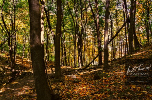 Landscape photography - Sherman Falls forest
(C)Anita Thomas All Rights Reserved. sherman falls forest