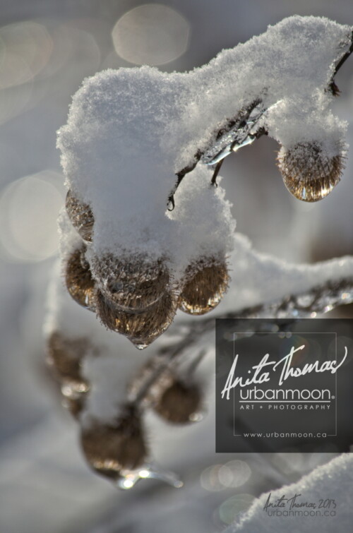 Nature photography - Snow covered plants in winter
© Anita Thomas - Urbanmoon. All Rights Reserved. snow covered plants in winter