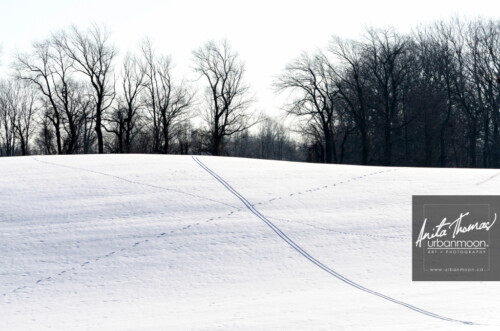 Landscape photography - Crossing paths. Paths cross in the middle of a snowy winter field.
© Anita Thomas - Urbanmoon Photography. All Rights Reserved. snowy field with tracks