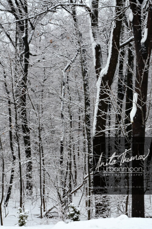 Landscape photography - Forest trees are covered in snow one morning after a storm.
© Anita Thomas - Urbanmoon Photography. All Rights Reserved. snowy forest