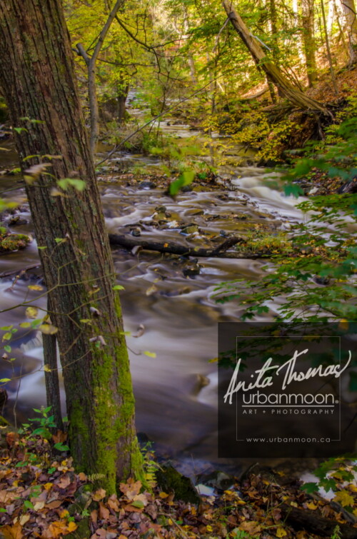 Nature photography - Spencer Creek, Hamilton, Ontario
© Anita Thomas - Urbanmoon. All Rights Reserved. spencer creek hamilton ontario