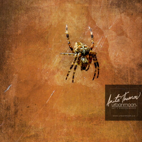 Nature photography - Wicked Web. A wicked web is spun by this orange and black spider found in my garden.
© Anita Thomas - Urbanmoon Photography. All Rights Reserved. spider making web