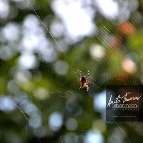 Nature photography - A spider was very busy with his web one night. Here he is as I discovered him one morning on my gazebo.
© Anita Thomas - Urbanmoon Photography. All Rights Reserved. spider making web