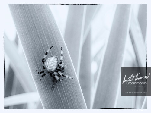 Nature photography - Devine Capture. This spider among the iris leaves in my garden has found her own treasure.
© Anita Thomas - Urbanmoon Photography. All Rights Reserved. spider with prey