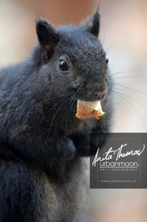 Nature photography - Hungry squirrel in winter. A squirrel hears a noise and is frozen momentarily, bread in mouth, waiting to determine which way it should run.
© Anita Thomas - Urbanmoon Photography. All Rights Reserved. squirrel eating