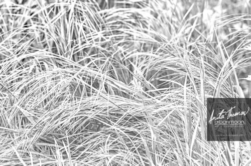 Black and white photography - Summer grasses.
© Anita Thomas - Urbanmoon. All Rights Reserved. summer grasses