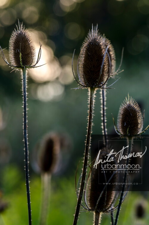 Nature photography - Teasle at dusk
© Anita Thomas - Urbanmoon. All Rights Reserved. teasle at dusk