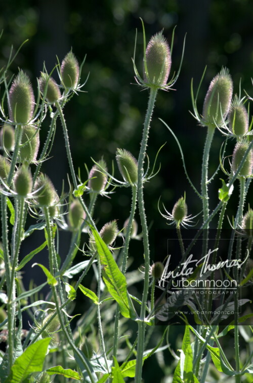 Landscape photography - Teasle in summer are backlit by the setting sun
(C)Anita Thomas All Rights Reserved. teasle in summer at dusk