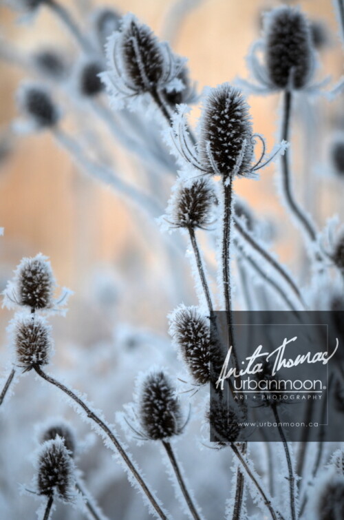 Landscape photography - Frosted teasle on a cold winter's day.
© Anita Thomas - Urbanmoon Photography. All Rights Reserved. teasle in winter