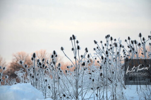 Landscape photography - Teasle is covered in hoar frost the morning after a storm.
© Anita Thomas - Urbanmoon Photography. All Rights Reserved. teasle in winter