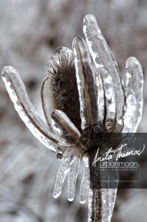 Landscape photography - Ice encapsulated teasel.
© Anita Thomas - Urbanmoon Photography. All Rights Reserved. teasle in winter