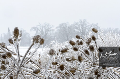 Landscape photography - Ice encapsulated teasel.
© Anita Thomas - Urbanmoon Photography. All Rights Reserved. teasle in winter
